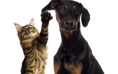 Gatto: educazione e comportamento