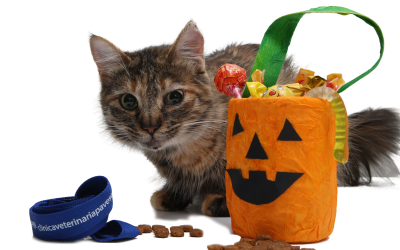 Gatto e alimentazione