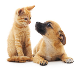 Il Check-up base per cani e gatti di tutte le taglie ed età