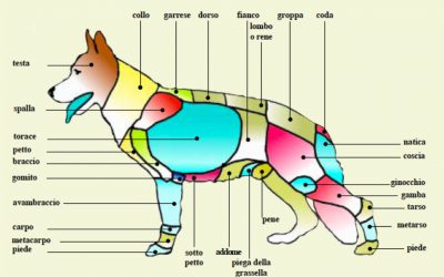 Il cane: primo soccorso