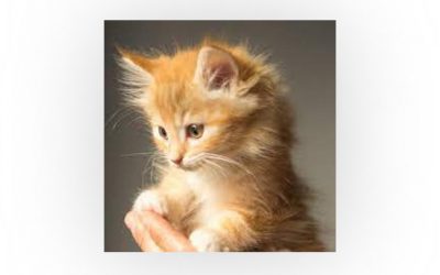 Benvenuto Miao Miao