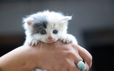 Benvenuto gattino, andiamo a casa!