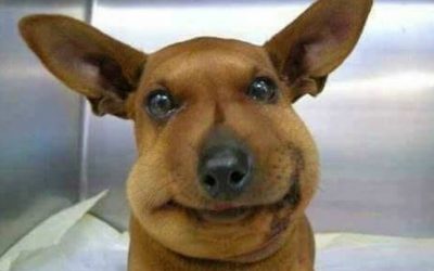 Il cane: come gestire una puntura di insetto