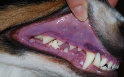 Il cane: come gestire un’emergenza