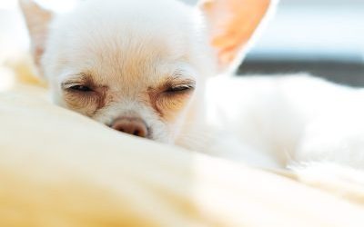 Il cane: parassiti e zoonosi