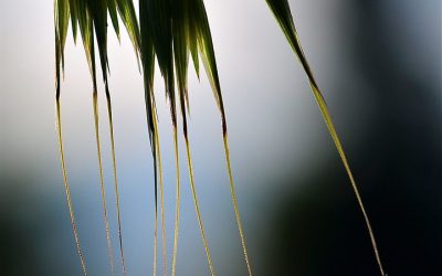 Come evitare il problema dei forasacchi