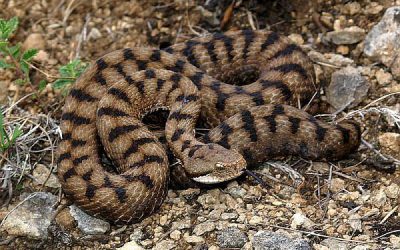 Cosa fare in caso di morso di vipera