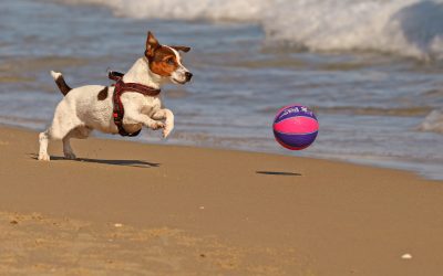 Vacanze all’estero con pet!
