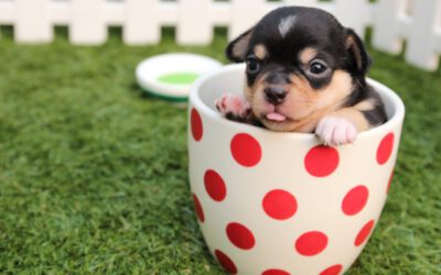 Benvenuto Cucciolo. Come accogliere il tuo pet in famiglia