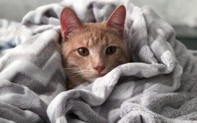 È arrivato l’inverno: come proteggere gli animali dal freddo? 