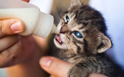 L’alimentazione del gatto
