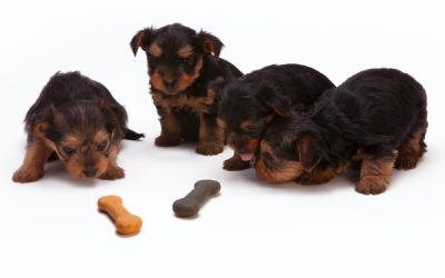 Come educare il cane