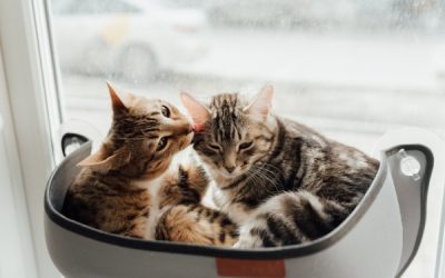 Vivere con un animale domestico