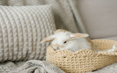 Come prendersi cura di un coniglio nano